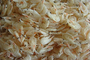 dried-baby-shrimp-1